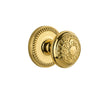 Newport Rosette with Windsor Knob in Polished Brass
